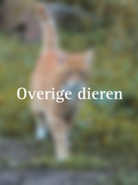 Overige dieren