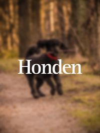 Honden