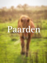 Paarden